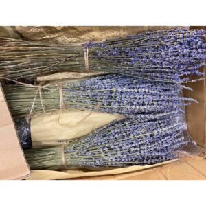 LAVENDER KHÔ GIỐNG ĐẸP LOẠI A (45-50cm)