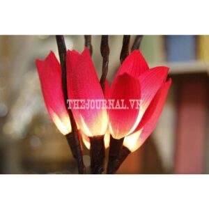 Cây hoa tulip điện Thái Lan