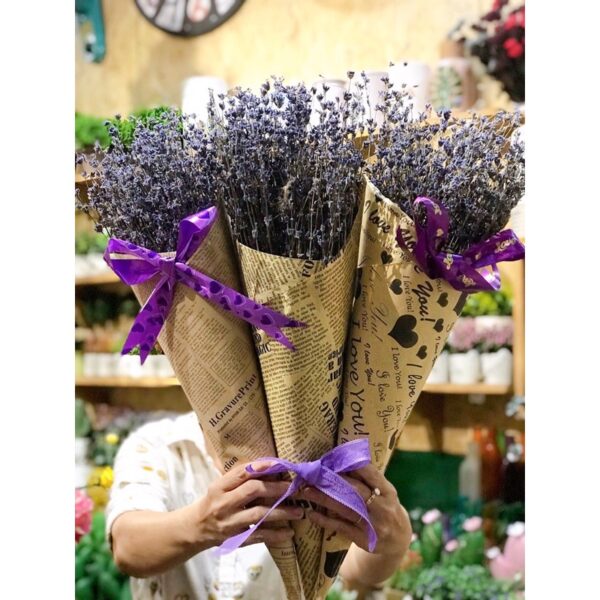 LAVENDER KHÔ GIỐNG ĐẸP LOẠI A (45-50cm)