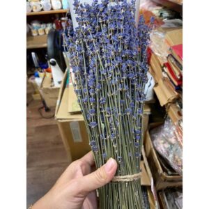 LAVENDER KHÔ GIỐNG ĐẸP LOẠI A (45-50cm)