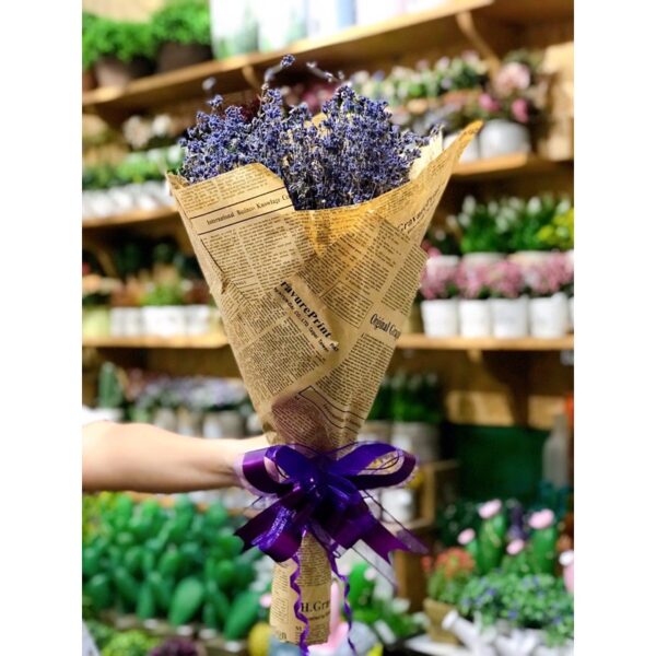 LAVENDER KHÔ GIỐNG ĐẸP LOẠI A (45-50cm)